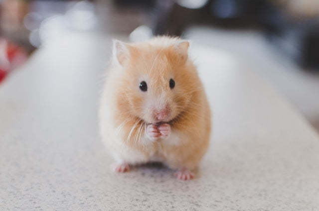 Top Vacuums for Pet Hair in 2024: Keep Your Home Spotless
